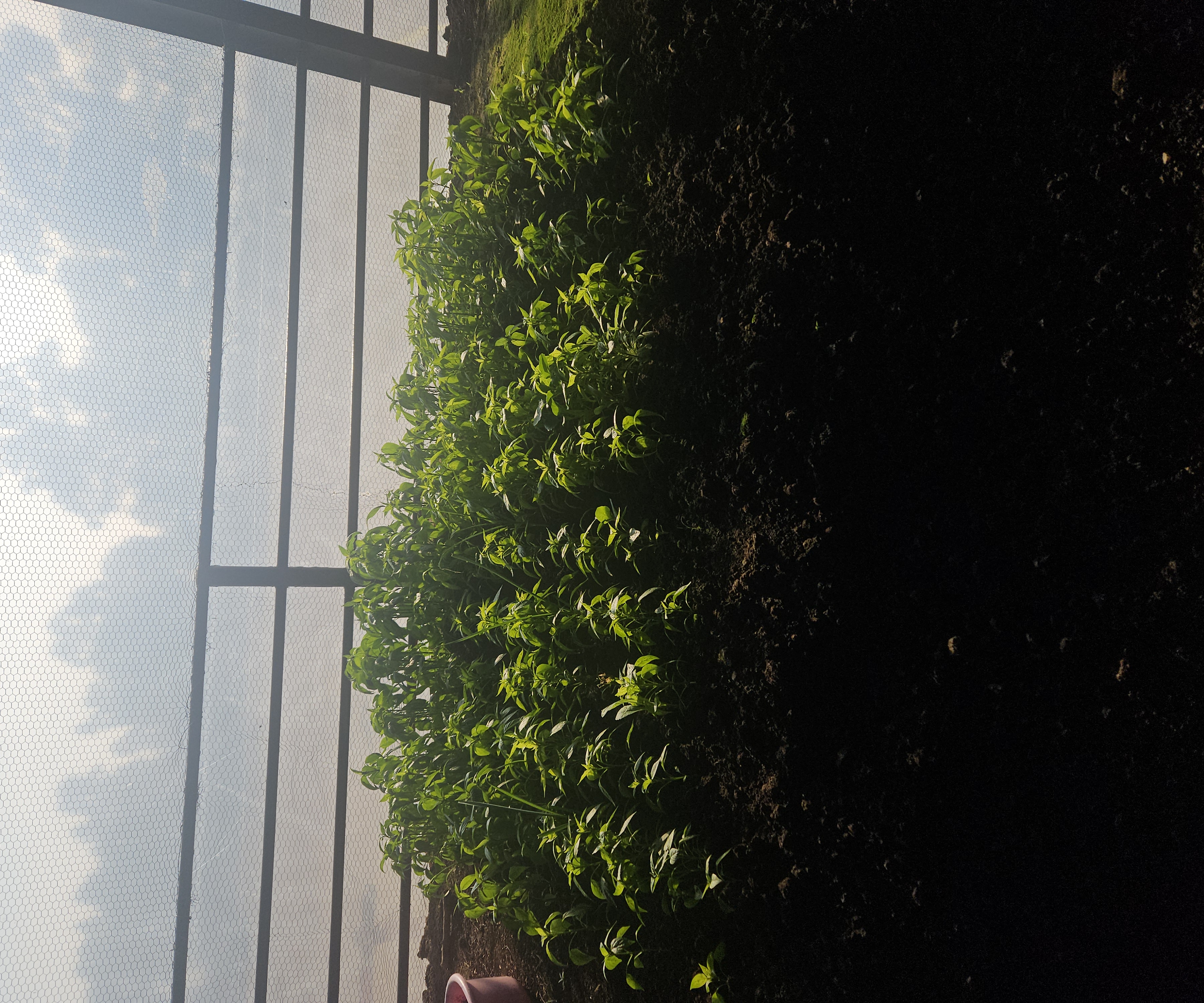 Garden c1