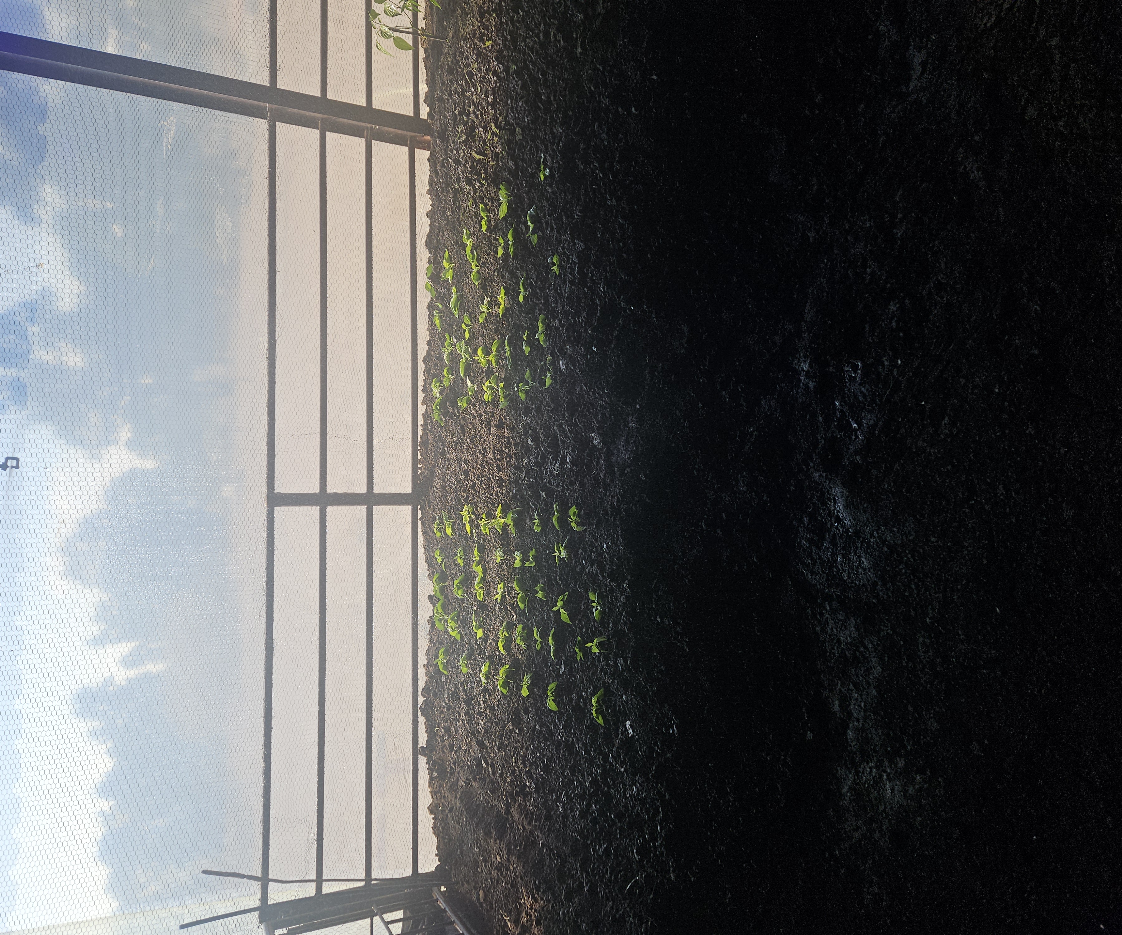 Garden c3