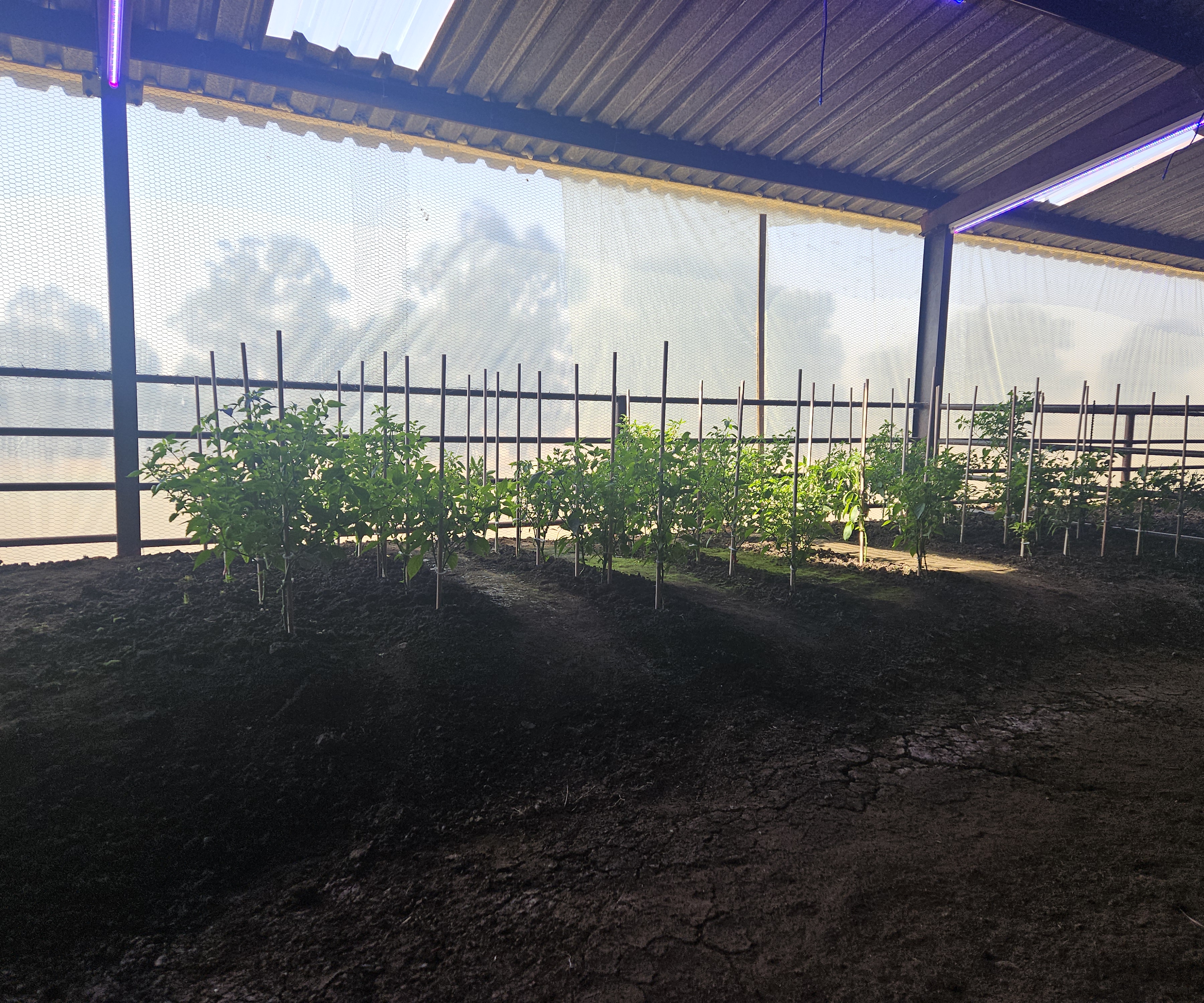 Garden c4