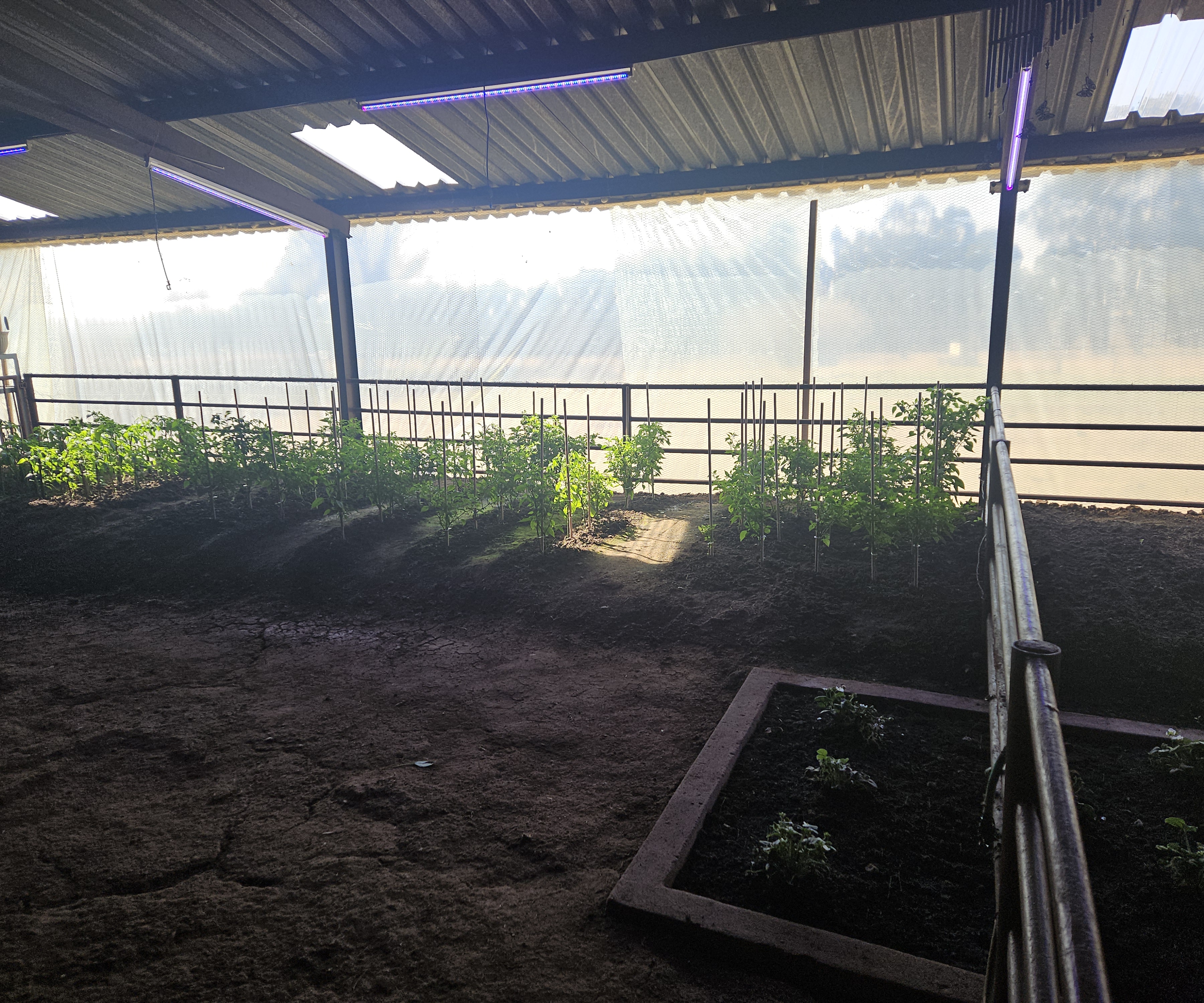 Garden c5