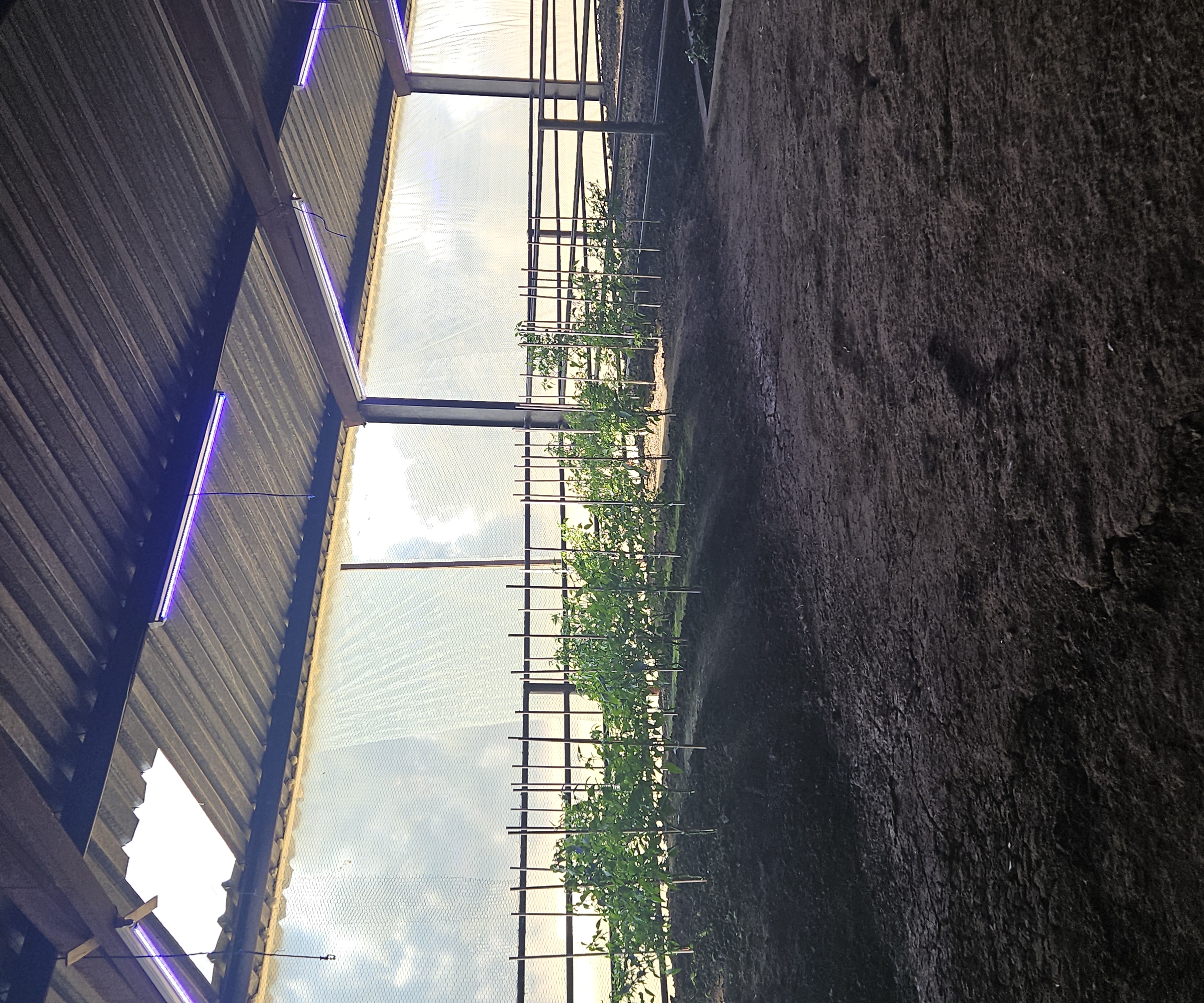 Garden c6