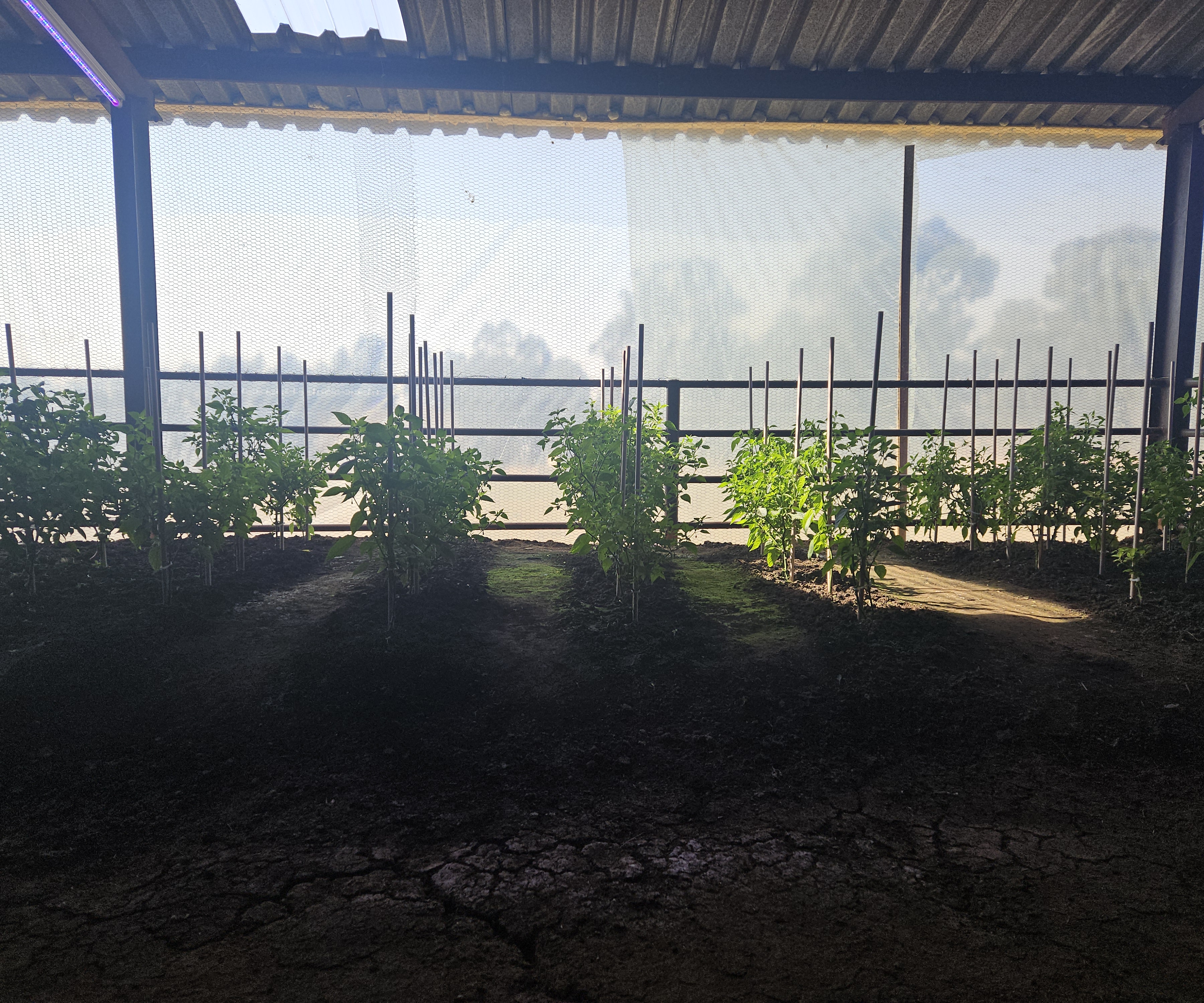 Garden c7