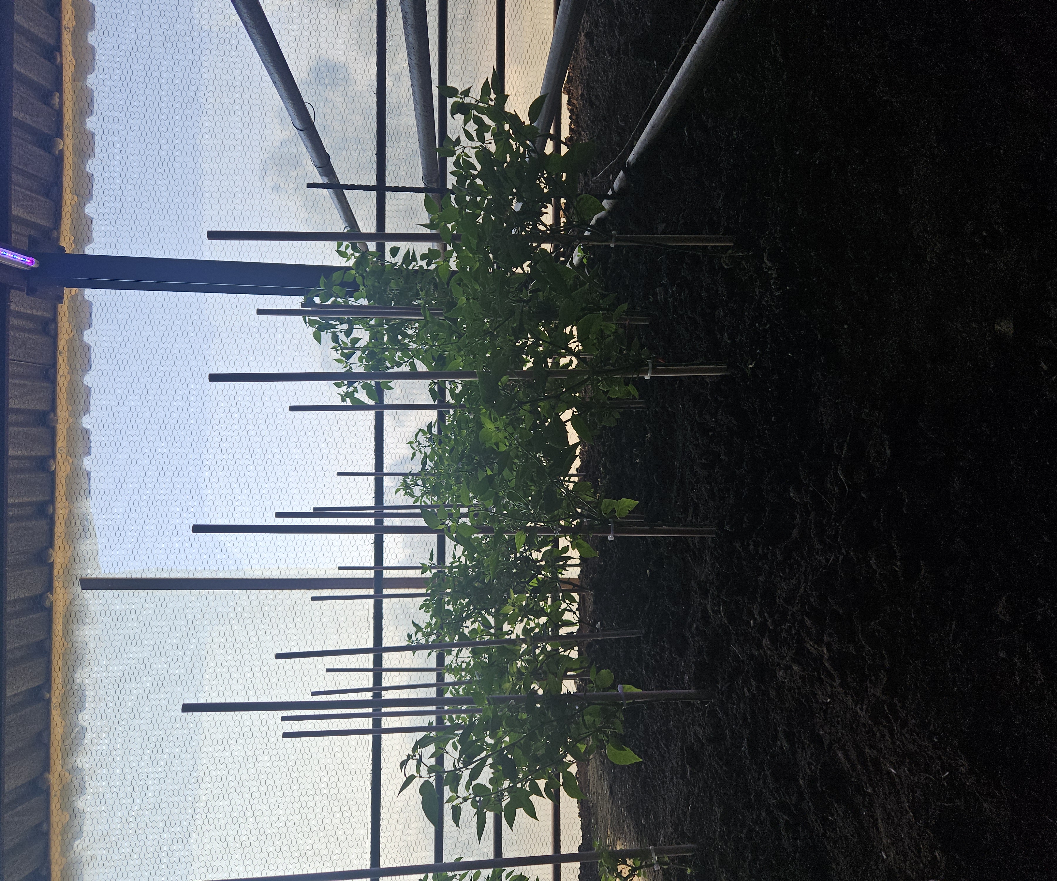 Garden c9